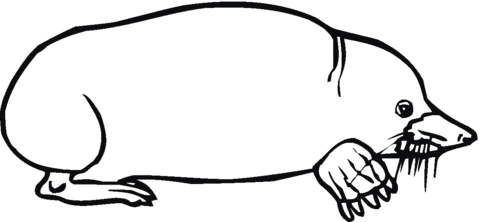 Eastern Mole Coloring Page